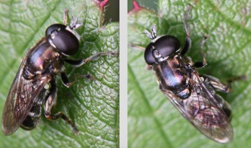 Eumerus funeralis